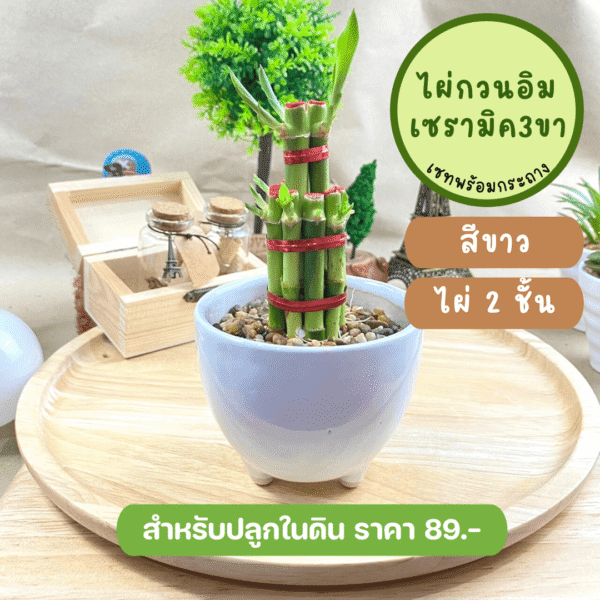 ไผ่กวนอิม พร้อมกระถางเซรามิก 3 ขา สีดำ วางบนโต๊ะทำงานได้ - Image 4