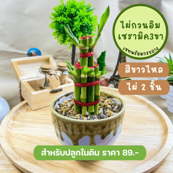 ไผ่กวนอิม พร้อมกระถางเซรามิก 3 ขา สีดำ วางบนโต๊ะทำงานได้ - Image 2
