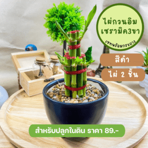 ไผ่กวนอิม พร้อมกระถางเซรามิก 3 ขา สีดำ วางบนโต๊ะทำงานได้